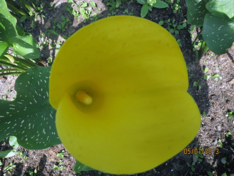 Каллы, выращенные в Подмосковье... Часть II