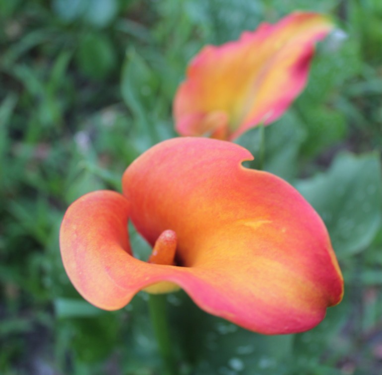 Каллы, выращенные в Подмосковье... Часть I