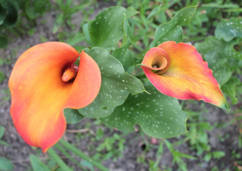 Каллы, выращенные в Подмосковье... Часть I