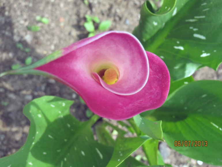 Каллы, выращенные в Подмосковье... Часть II