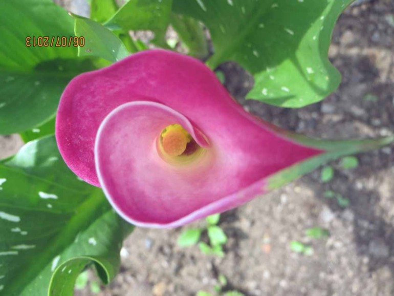 Каллы, выращенные в Подмосковье... Часть II