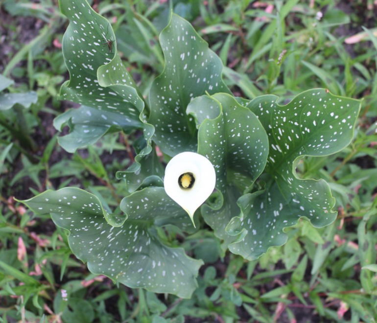 Каллы, выращенные в Подмосковье... Часть I