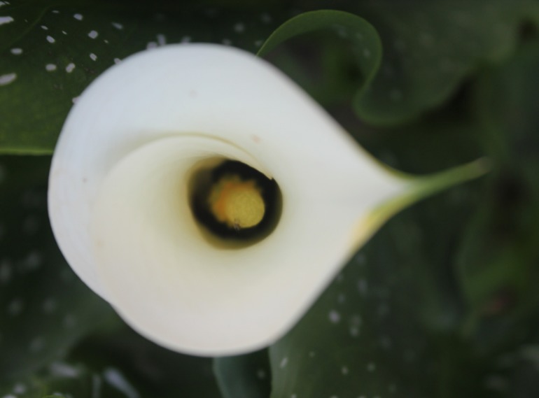 Каллы, выращенные в Подмосковье... Часть I