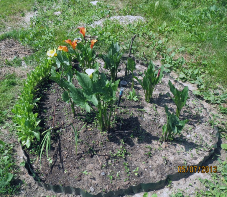 Каллы, выращенные в Подмосковье... Часть II