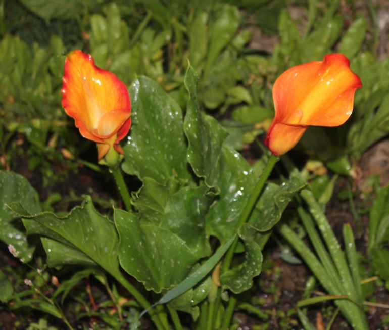 Каллы, выращенные в Подмосковье... Часть I