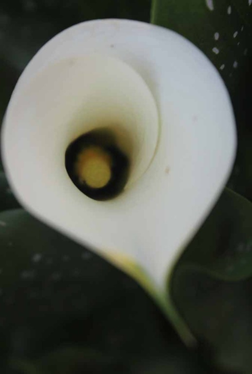 Каллы, выращенные в Подмосковье... Часть I