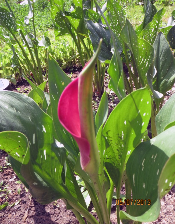 Каллы, выращенные в Подмосковье... Часть II