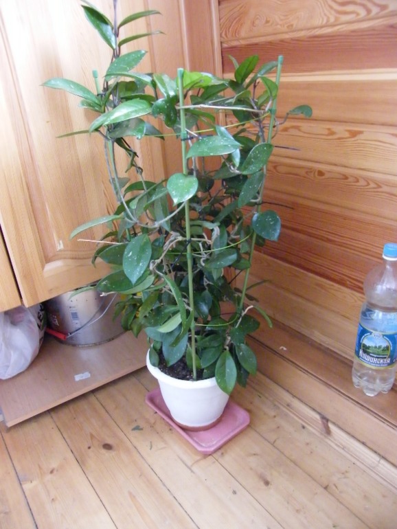 Продам комнатные растения для офиса или зимнего сада.