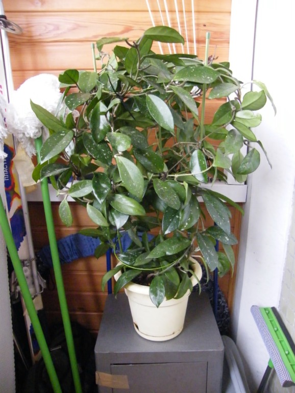 Продам комнатные растения для офиса или зимнего сада.