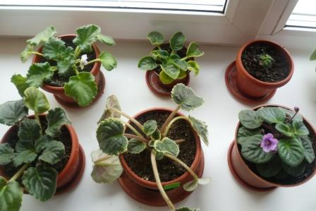 Мои цветочки)))