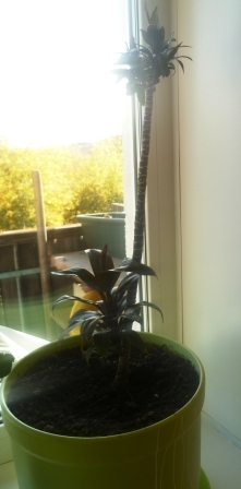 Мои цветочки)))