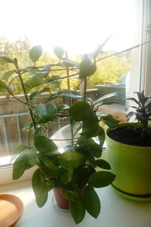 Мои цветочки)))