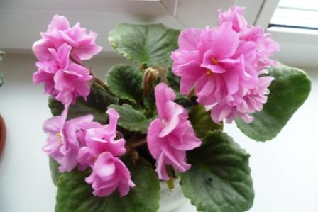 Мои цветочки)))