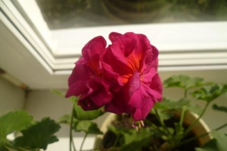 Мои цветочки)))