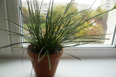 Мои цветочки)))