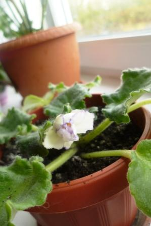 Мои цветочки)))