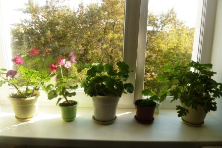 Мои цветочки)))