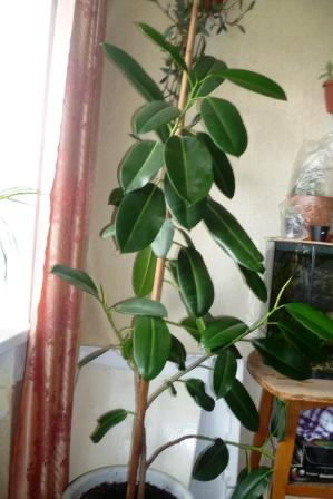 Мои цветочки)))