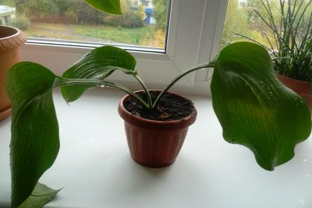 Мои цветочки)))