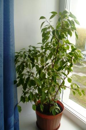 Мои цветочки)))