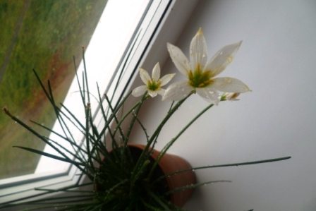 Мои цветочки)))