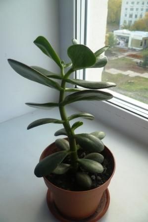 Мои цветочки)))