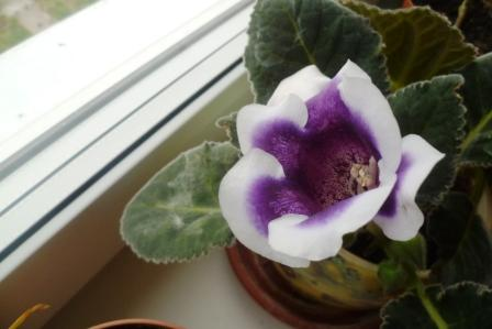 Мои цветочки)))