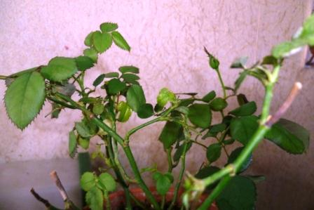 Мои цветочки)))