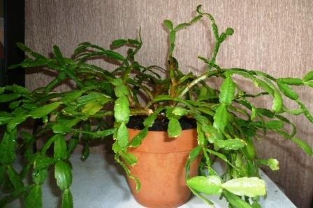 Мои цветочки)))