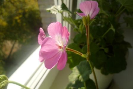 Мои цветочки)))