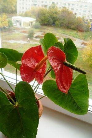 Мои цветочки)))