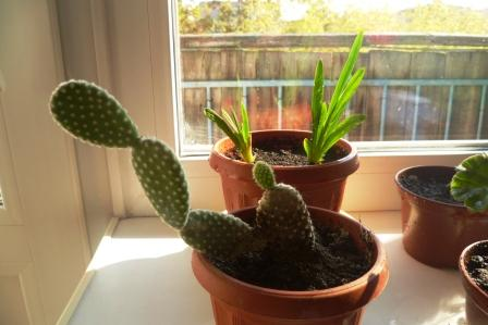 Мои цветочки)))