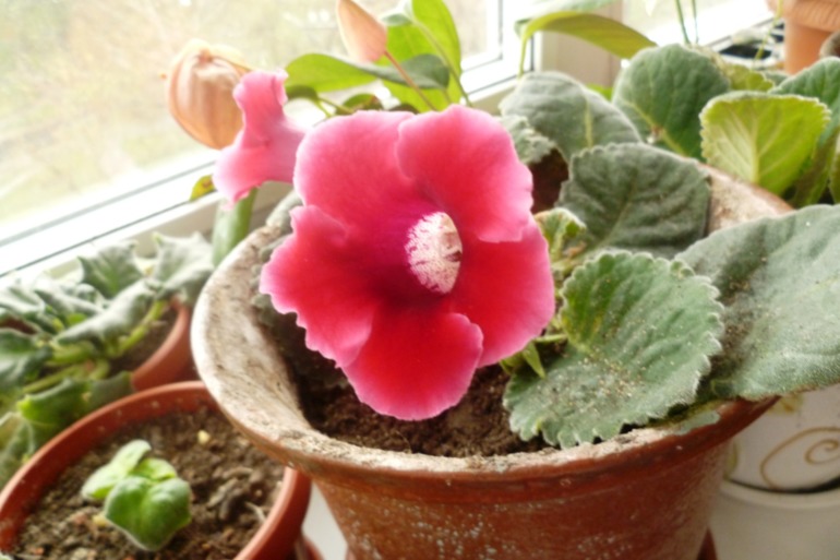 Мои цветочки)))