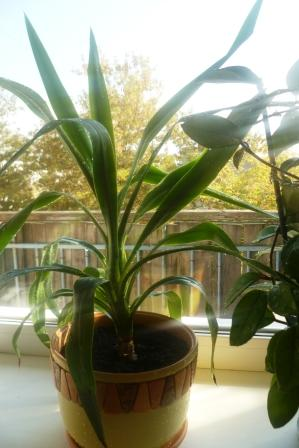 Мои цветочки)))