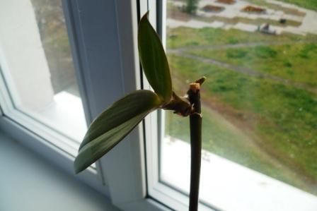 Мои цветочки)))