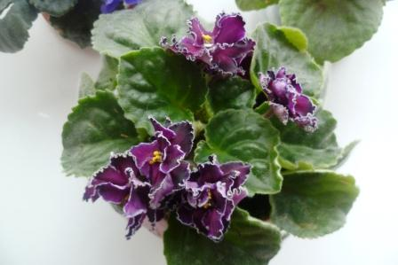 Мои цветочки)))