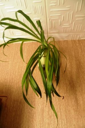 Мои цветочки)))