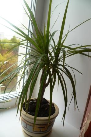 Мои цветочки)))