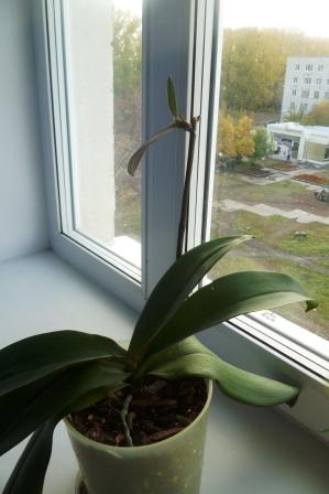 Мои цветочки)))