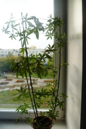 Мои цветочки)))