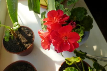 Мои цветочки)))