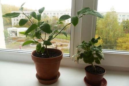 Мои цветочки)))