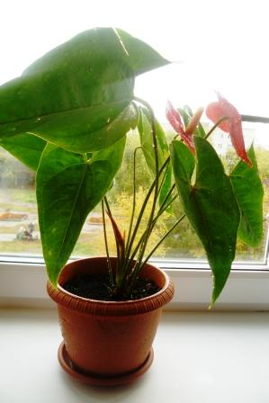 Мои цветочки)))