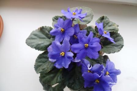 Мои цветочки)))