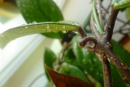 Мои цветочки)))