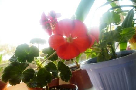 Мои цветочки)))