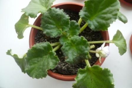 Мои цветочки)))