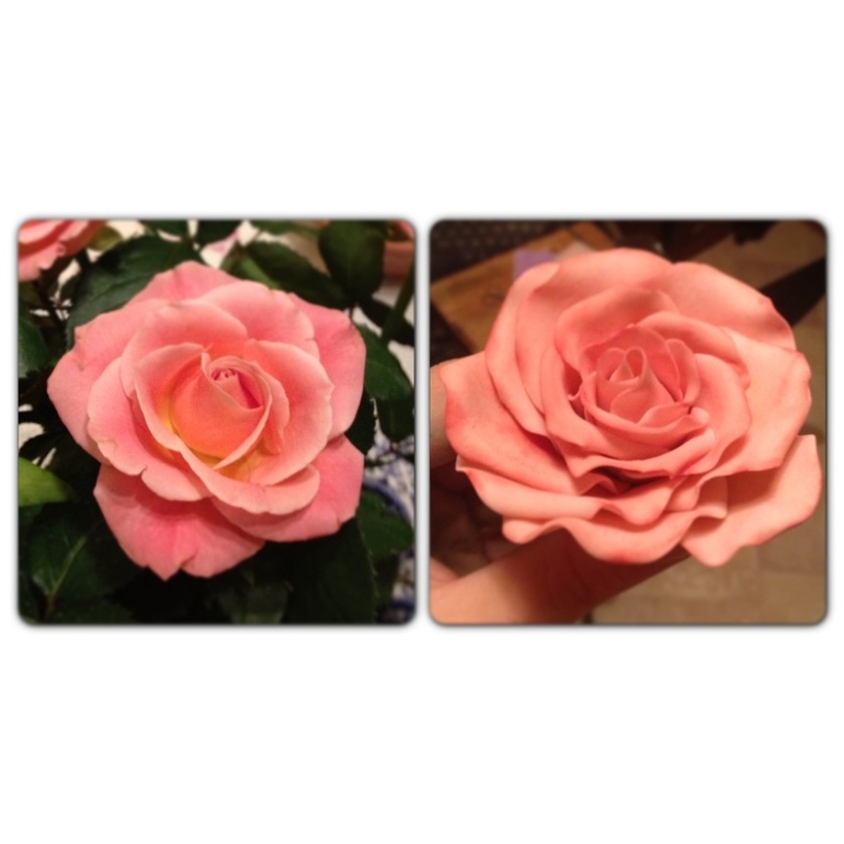 Первая самоучная роза