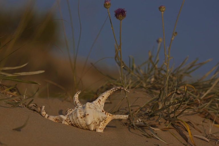 Наше лето. Замечания и советы ловлю!