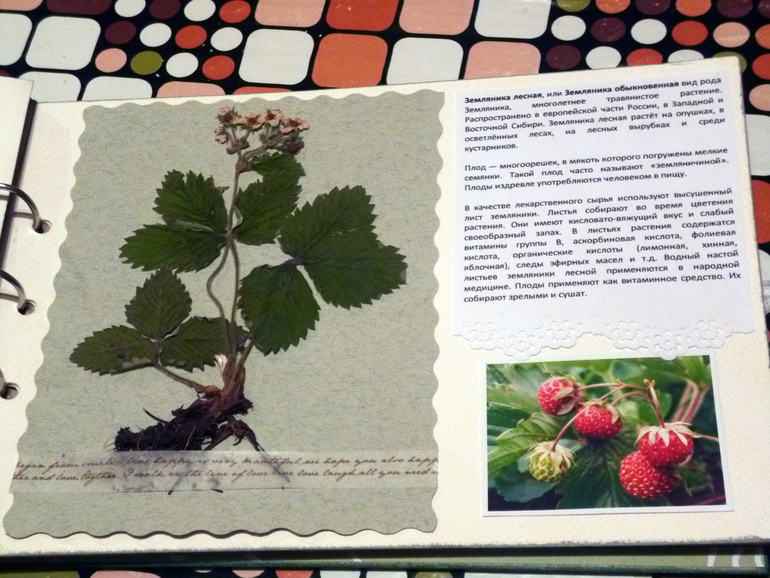 Гербарий - наша с дочкой работа.